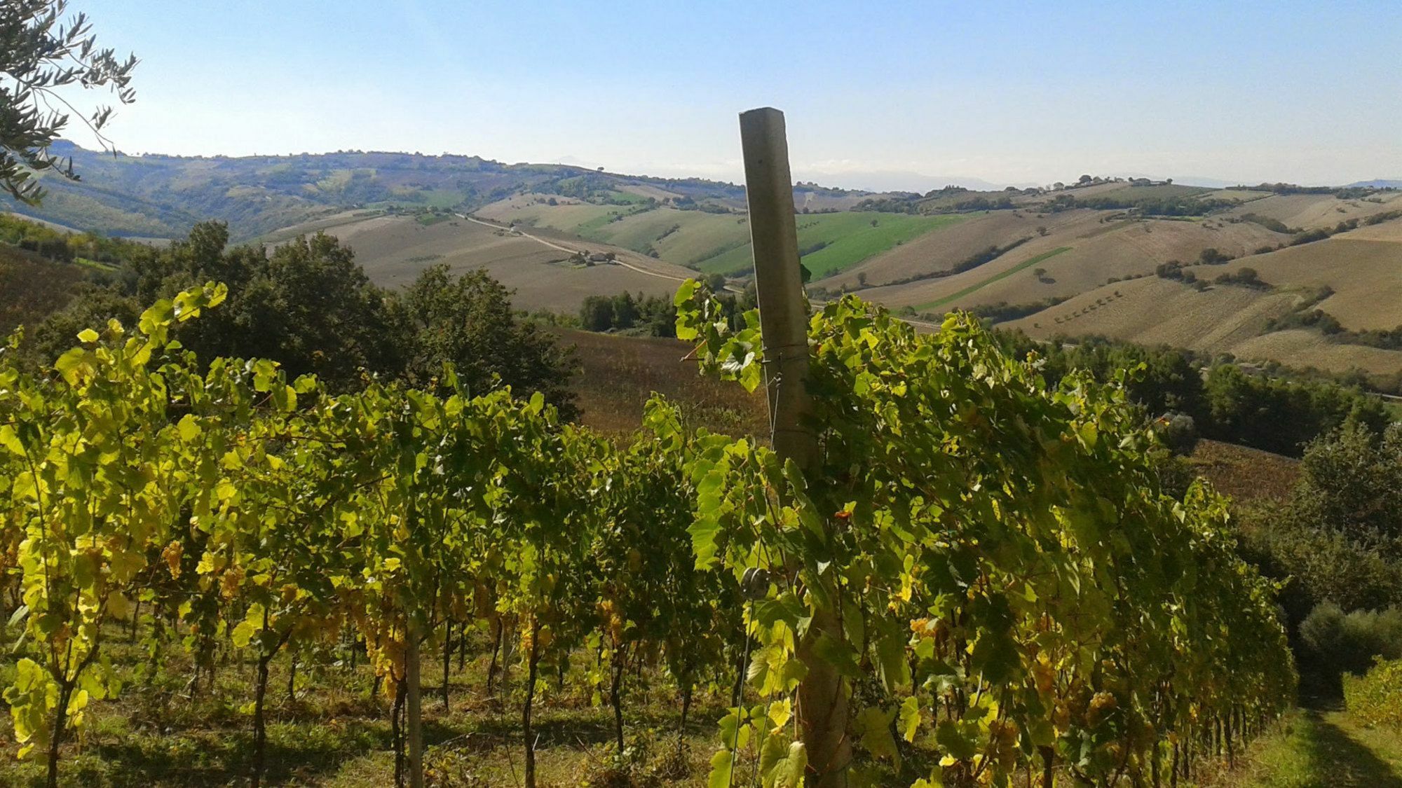 פרמו Agriturismo Le Vigne מראה חיצוני תמונה